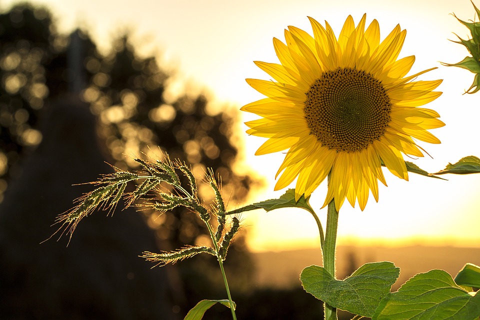 Geheimtipps zur Umsetzung einer stilvollen Gartengestaltung