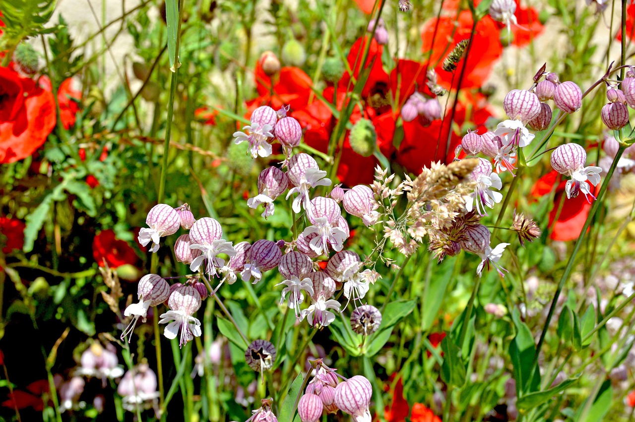 Die richtige Pflege und einfache Gestaltung des Gartens