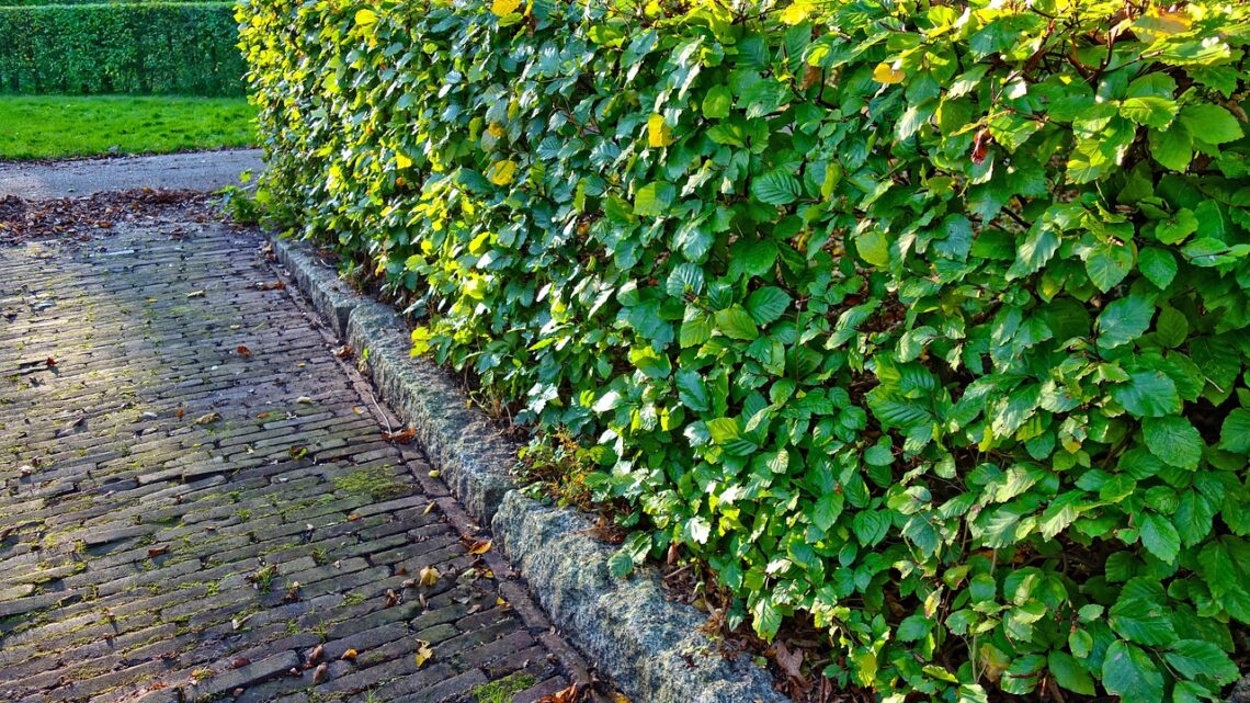 Die klassische Hecke als natürliche Grundstücksbegrenzung