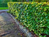 Die klassische Hecke als natürliche Grundstücksbegrenzung