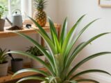 Ananaspflanze richtig versorgen: Expertentipps für dein Zuhause